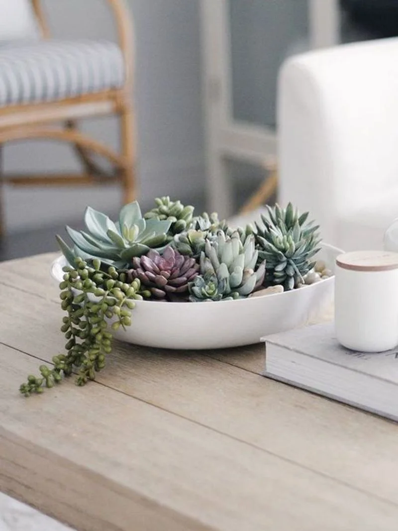 Succulent Arrangements