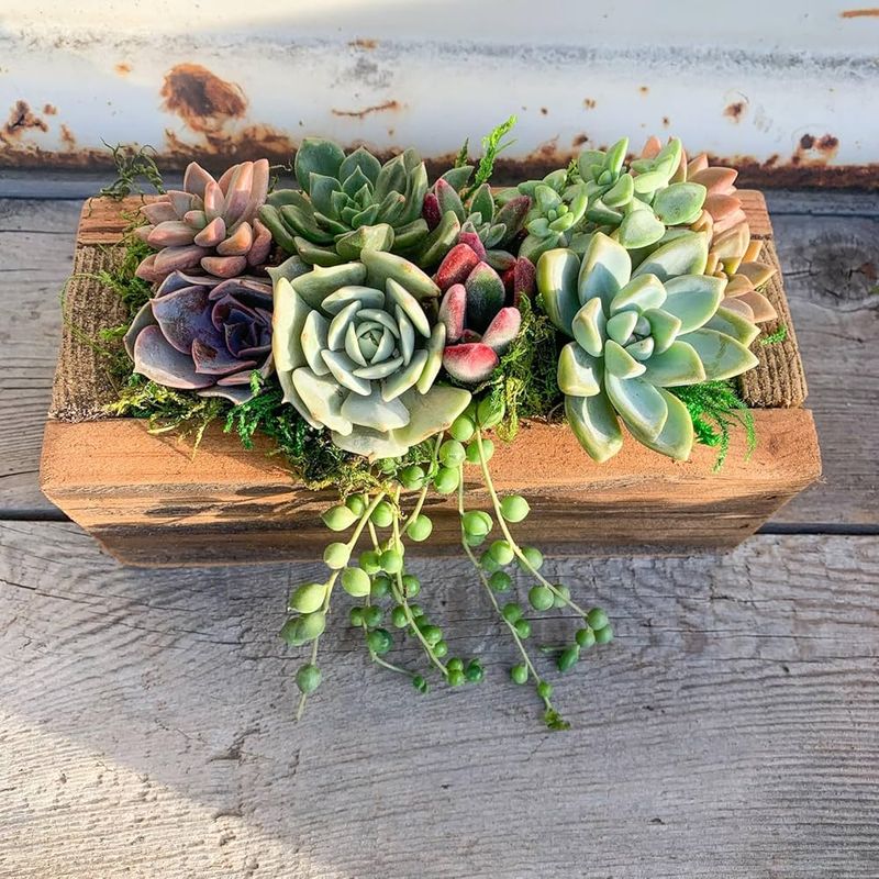 Succulent Arrangements