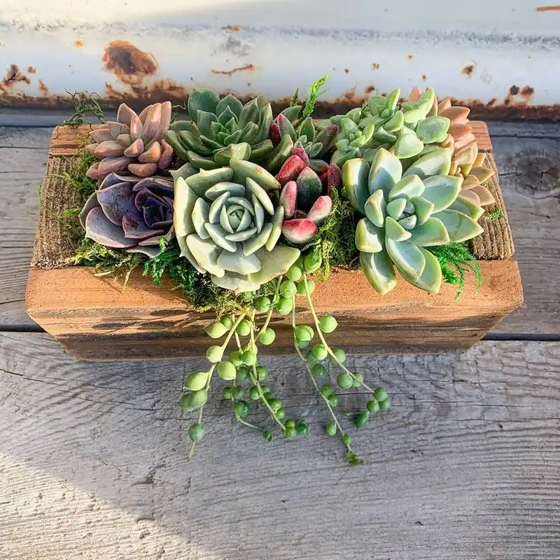 Succulent Arrangements