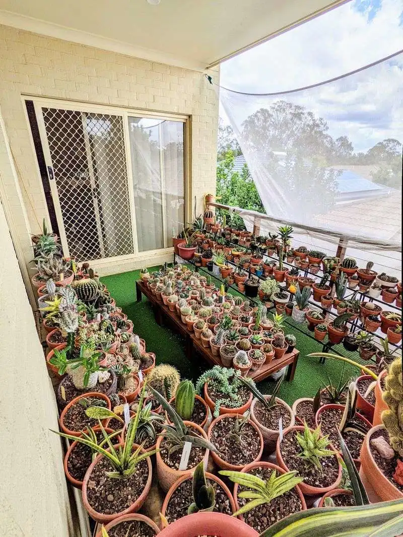 Succulent Collection