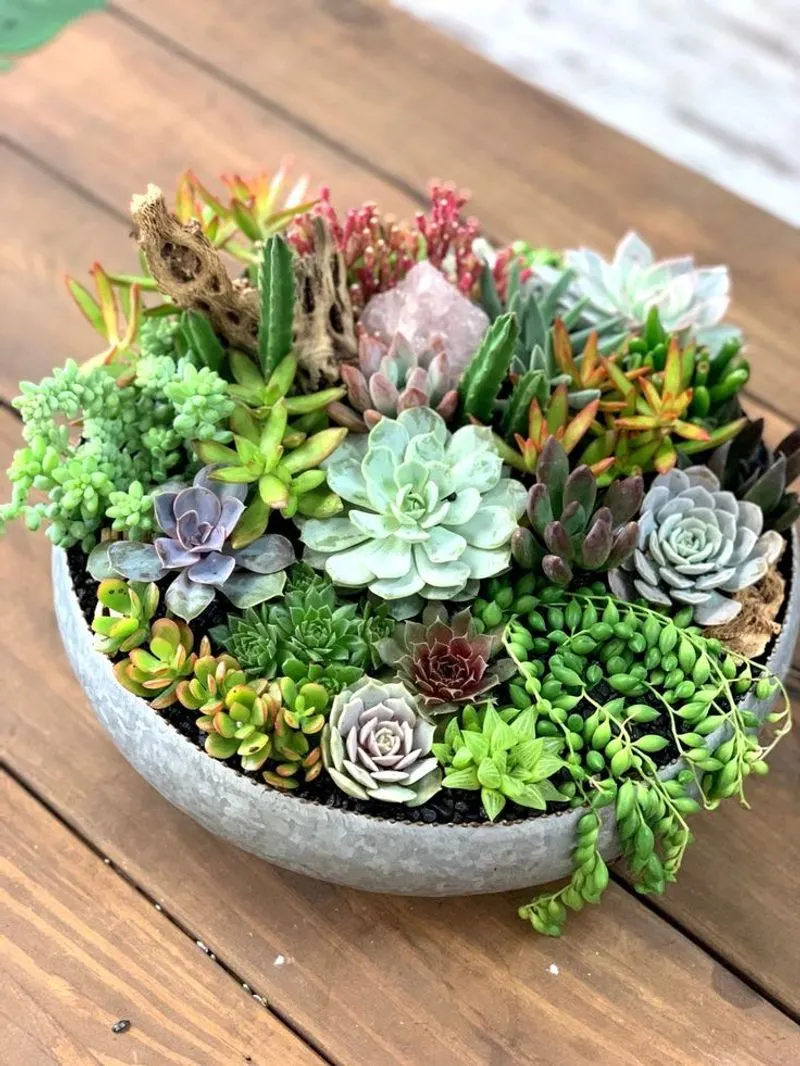 Succulent Dish Garden