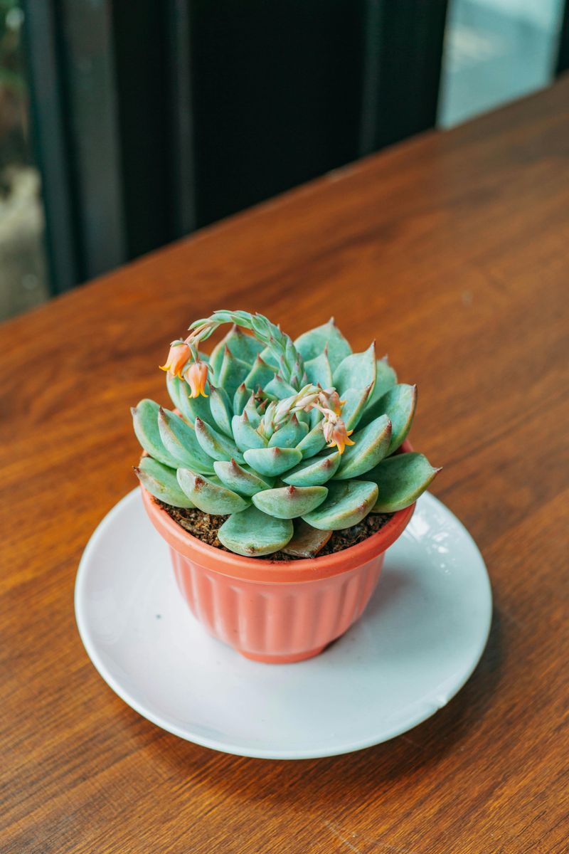 Succulent Echeveria