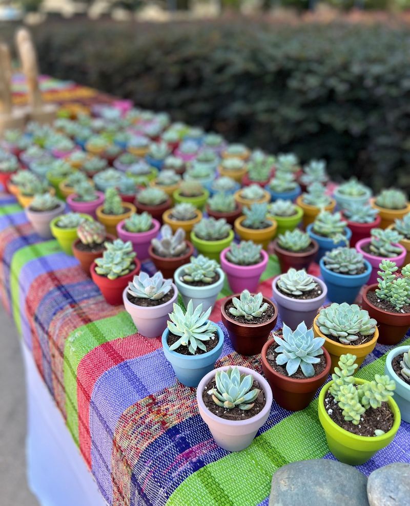 Succulent Favors
