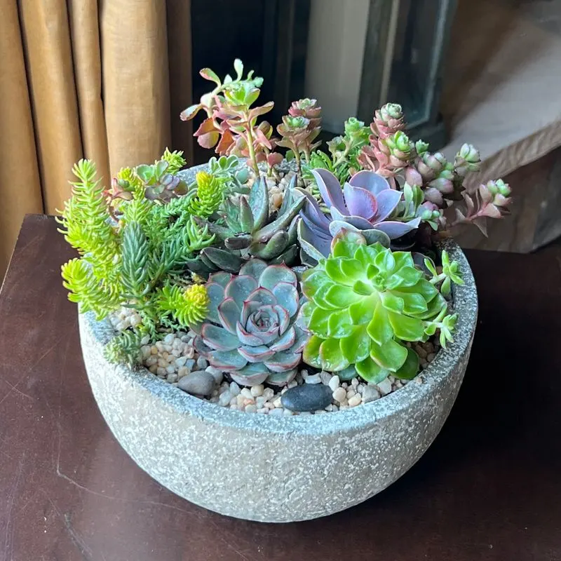 Succulent Gardens