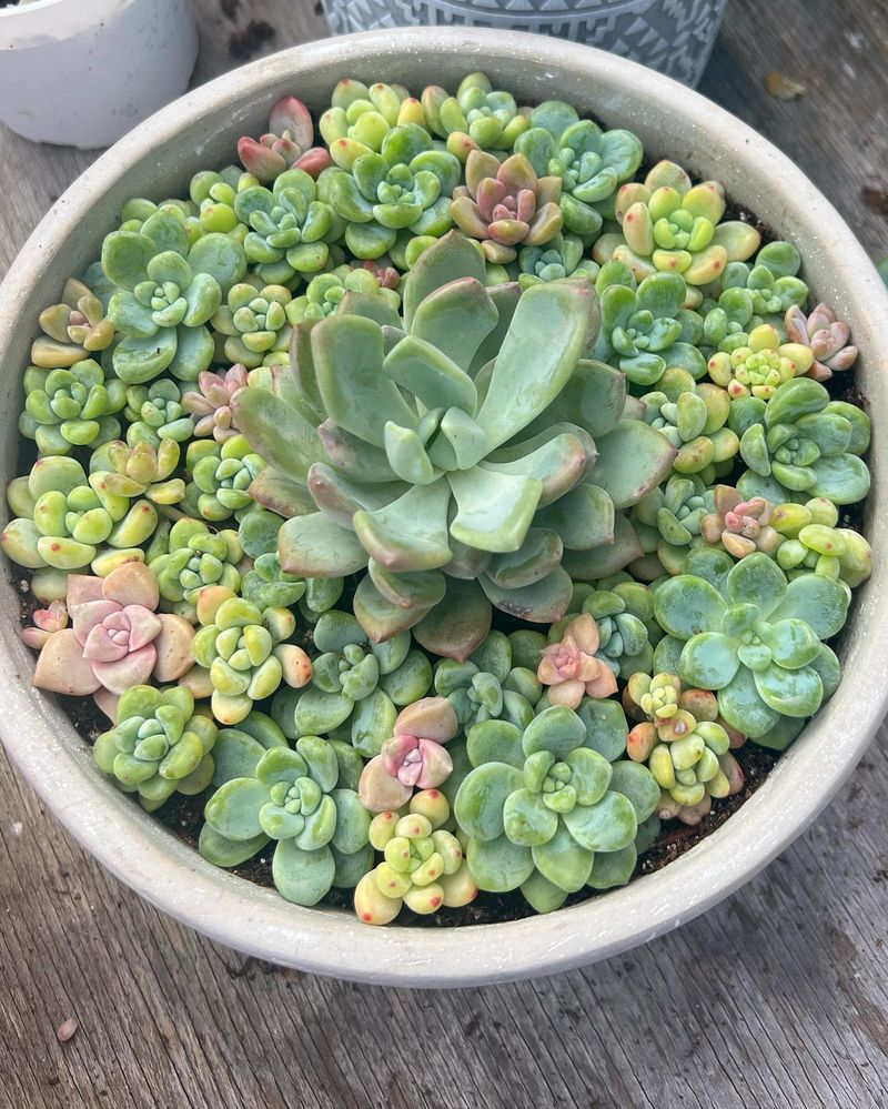 Succulent Overload