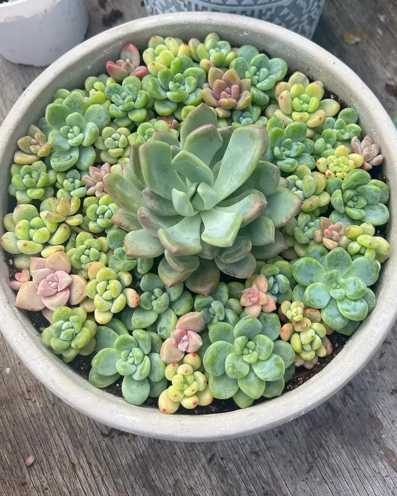 Succulent Overload