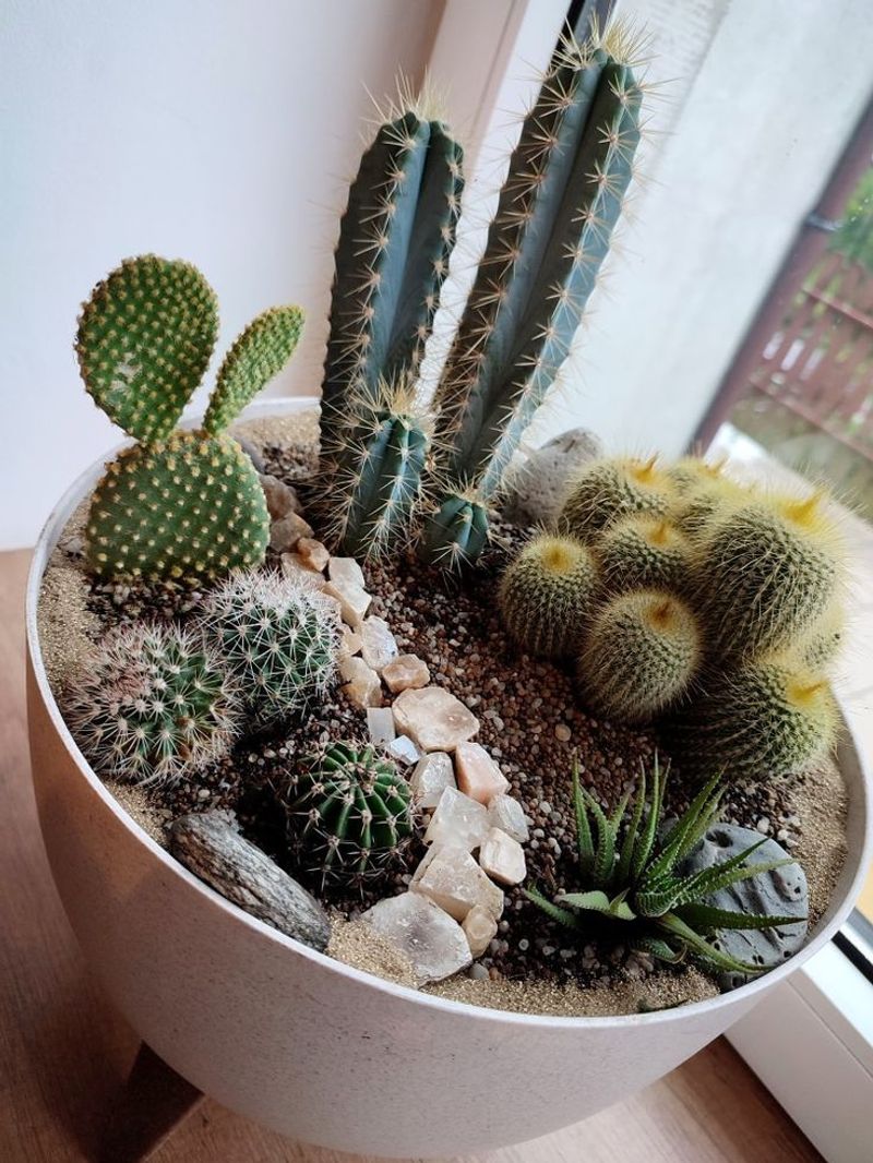 Succulent Varieties