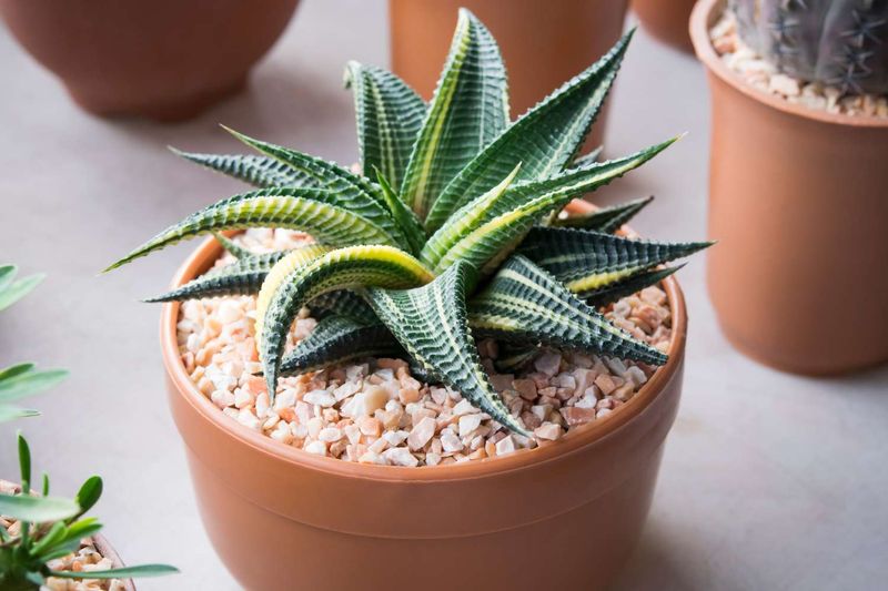 Succulents