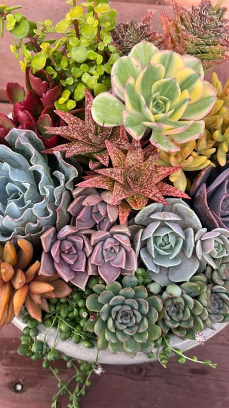 Succulents