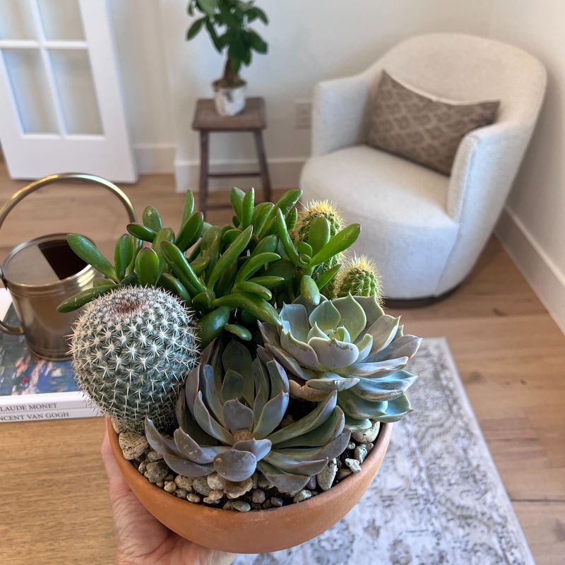Succulents
