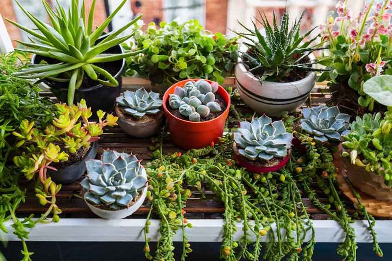 Succulents