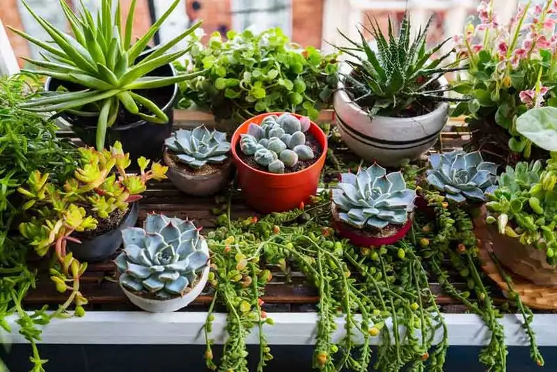 Succulents