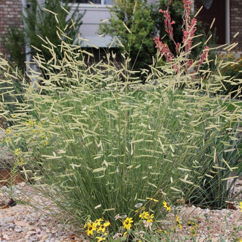 Ornamental Grasses