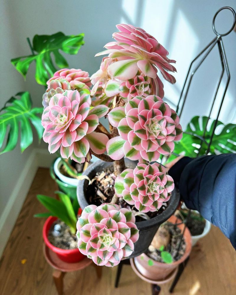 Succulents