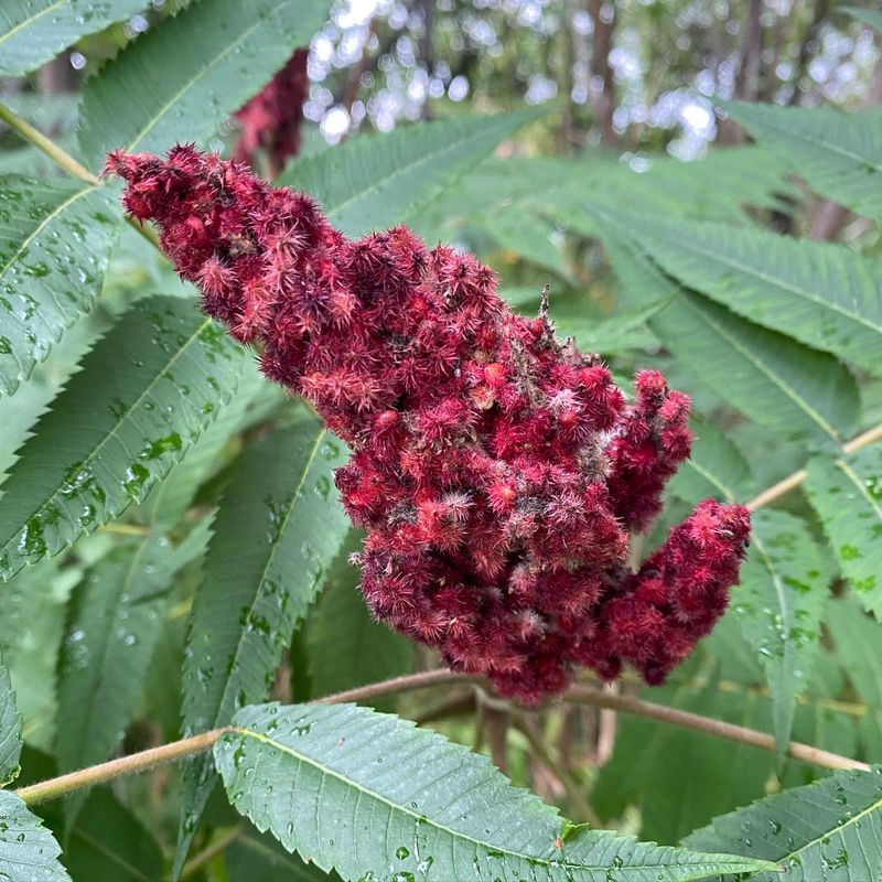 Sumac (Rhus)