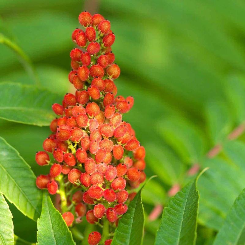 Sumac