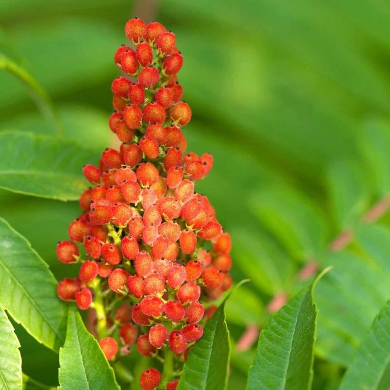 Sumac