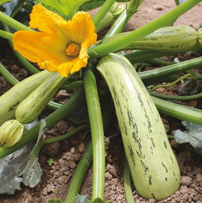 Summer Squash