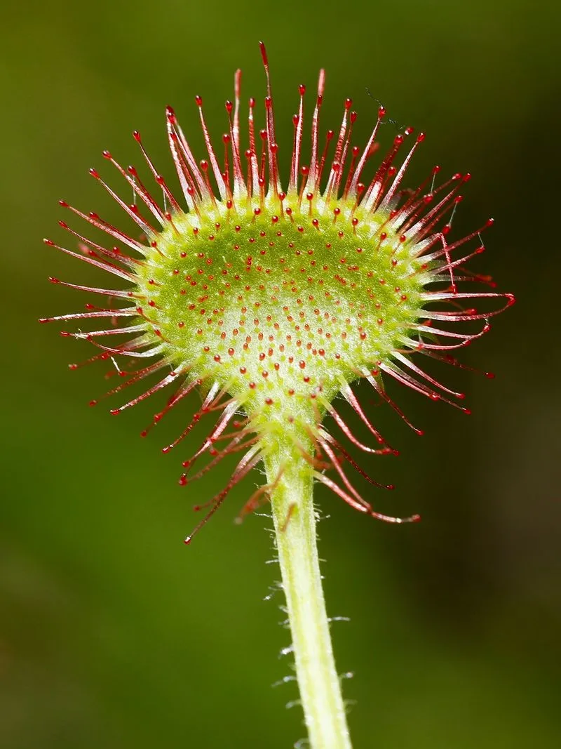 Sundew