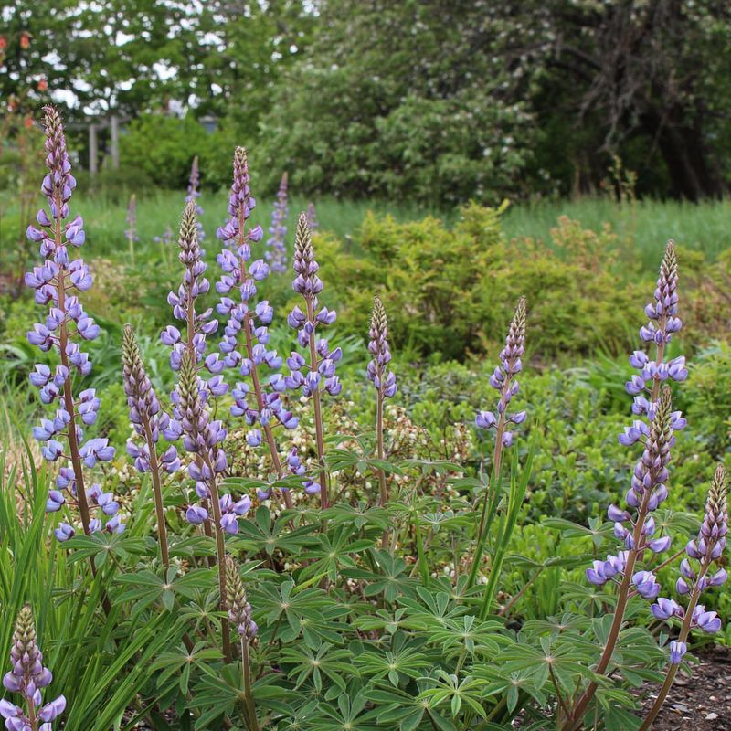 Sundial Lupine