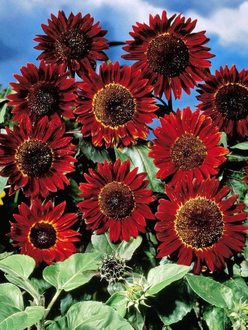 Sunflower