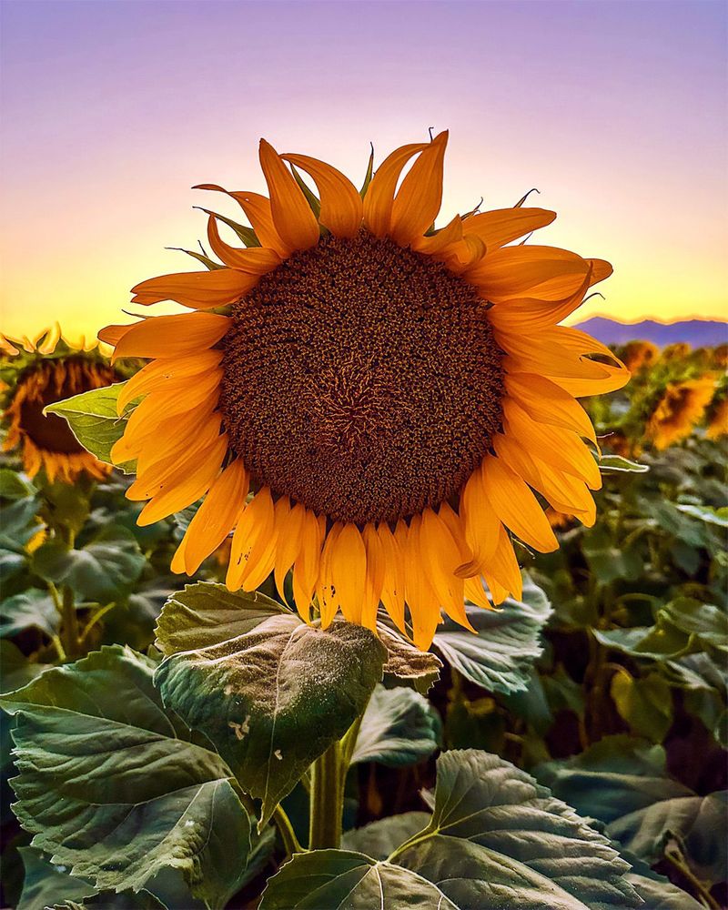 Sunflower