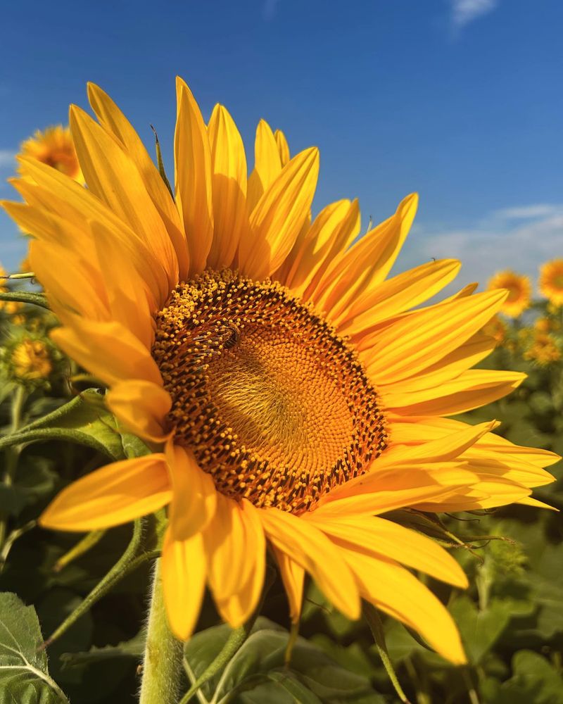 Sunflower