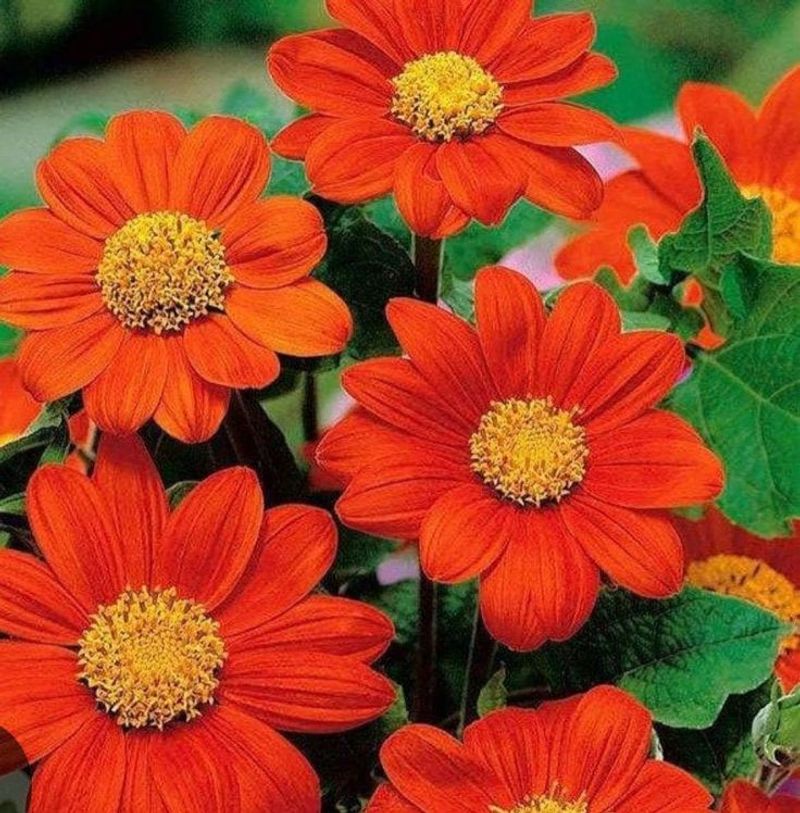 Mexican Sunflower
