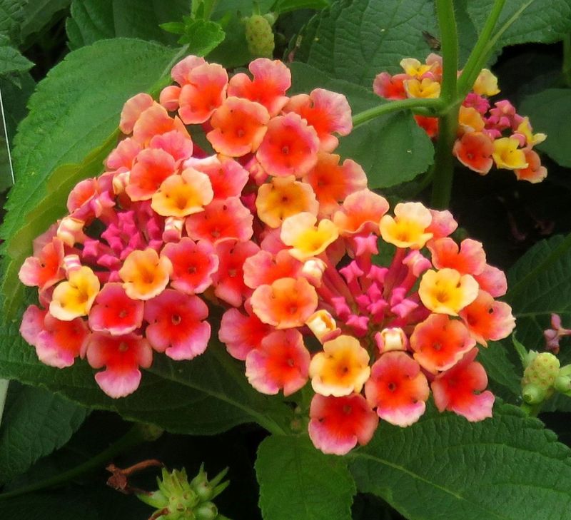 Lantana (Mixed Colors)