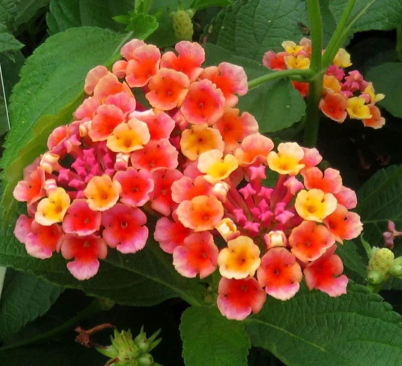 Lantana (Mixed Colors)