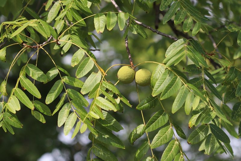 Black Walnut Trees