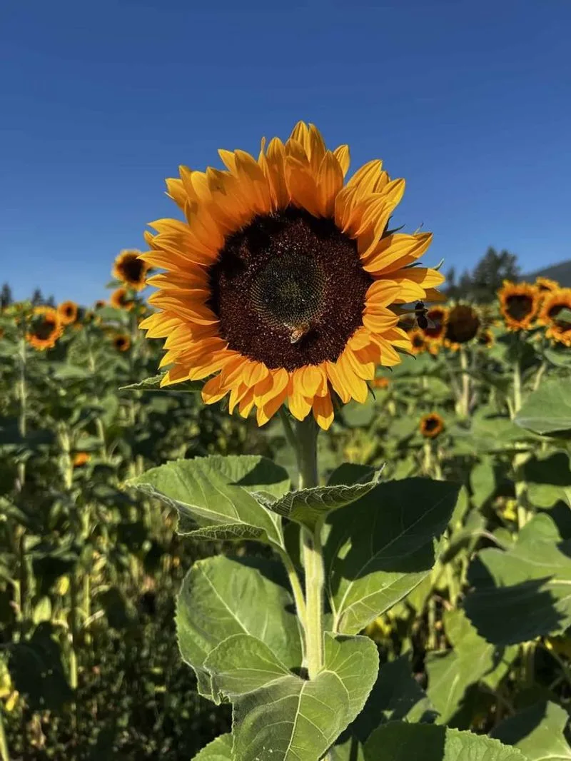 Sunflower