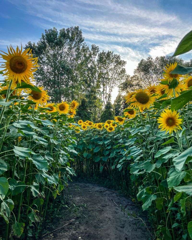 Sunflower Maze Adventure