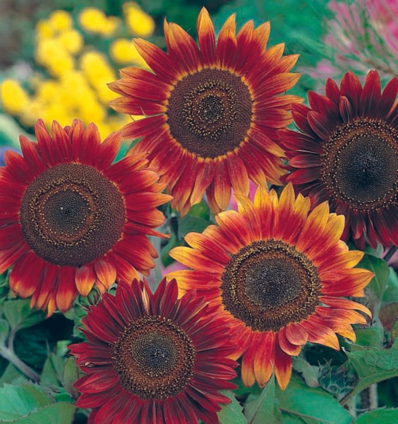 Sunflowers