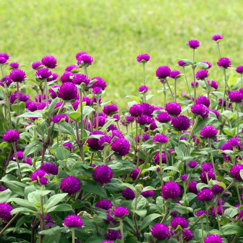 Globe Amaranth