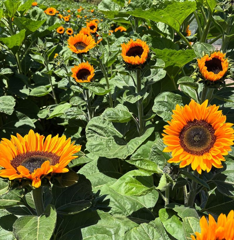 Sunflowers