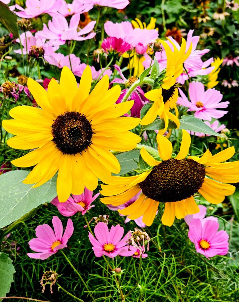 Sunflowers and Cosmos