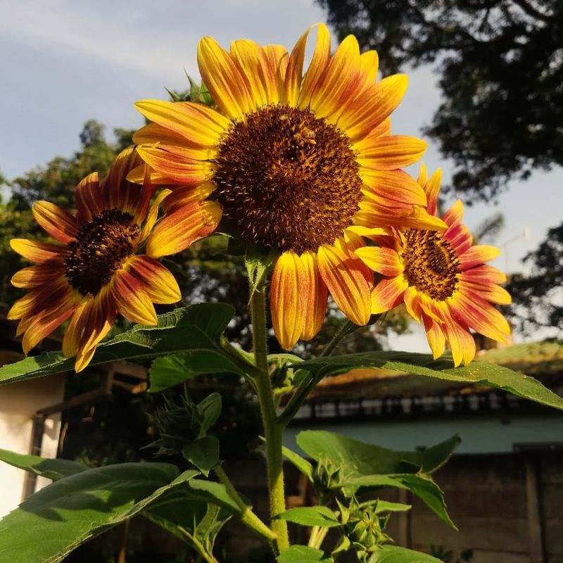 Sunflowers
