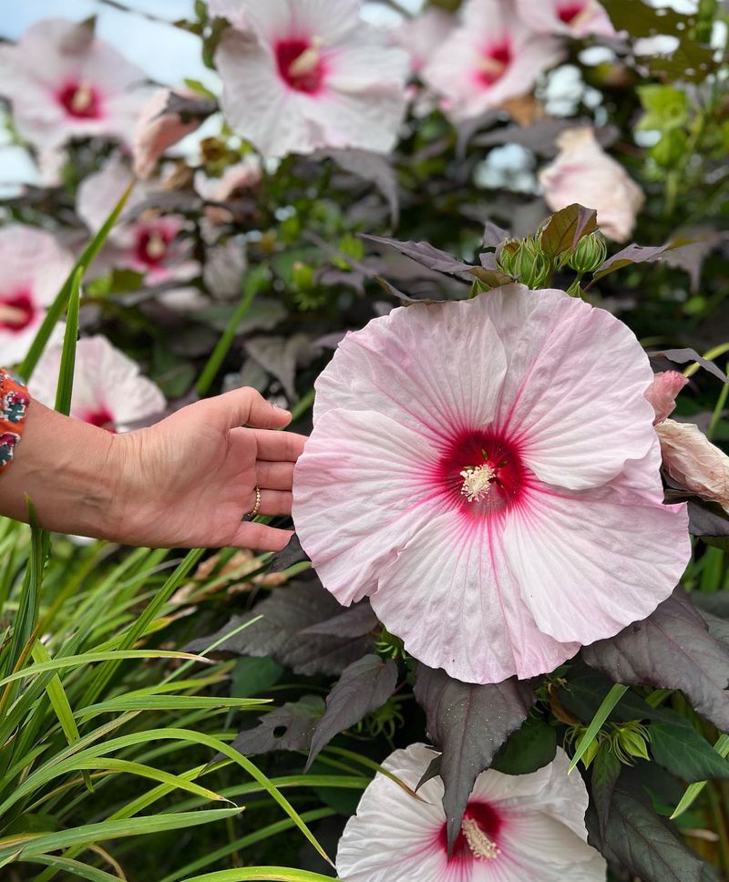 Swamp Hibiscus