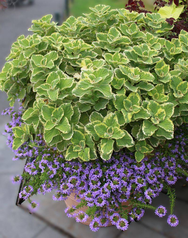 Swedish Ivy