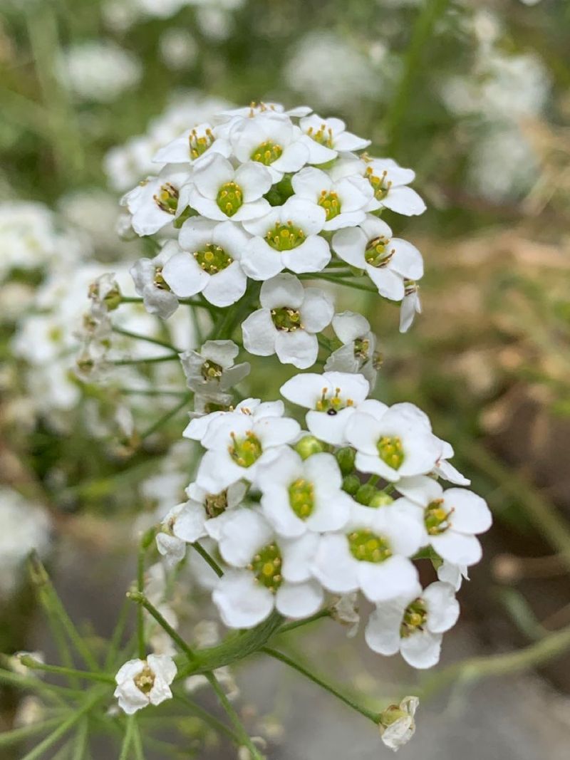 Sweet Alyssum