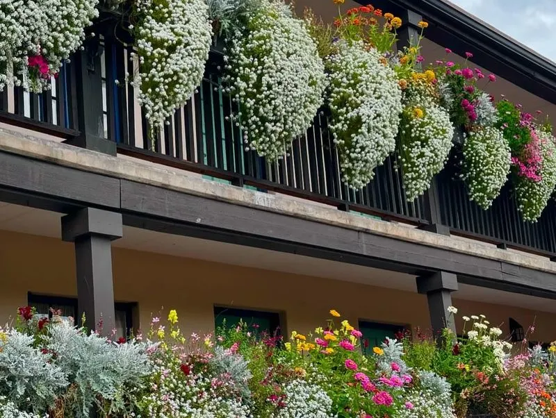 Sweet Alyssum