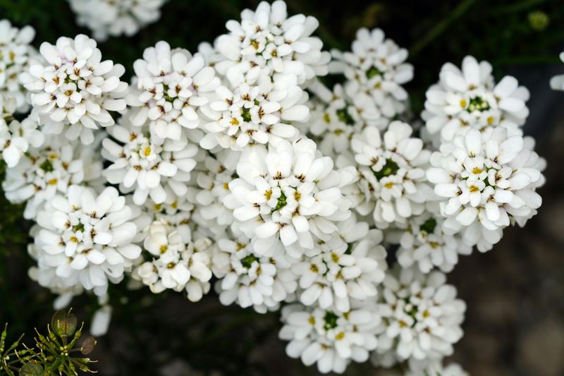 Sweet Alyssum