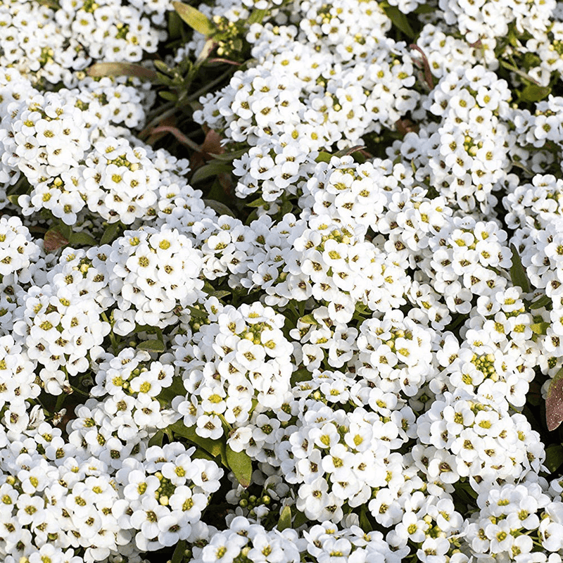 Sweet Alyssum