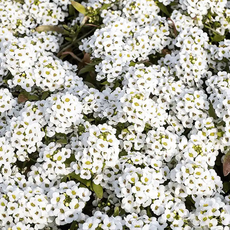 Sweet Alyssum