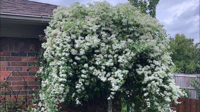 Sweet Autumn Clematis