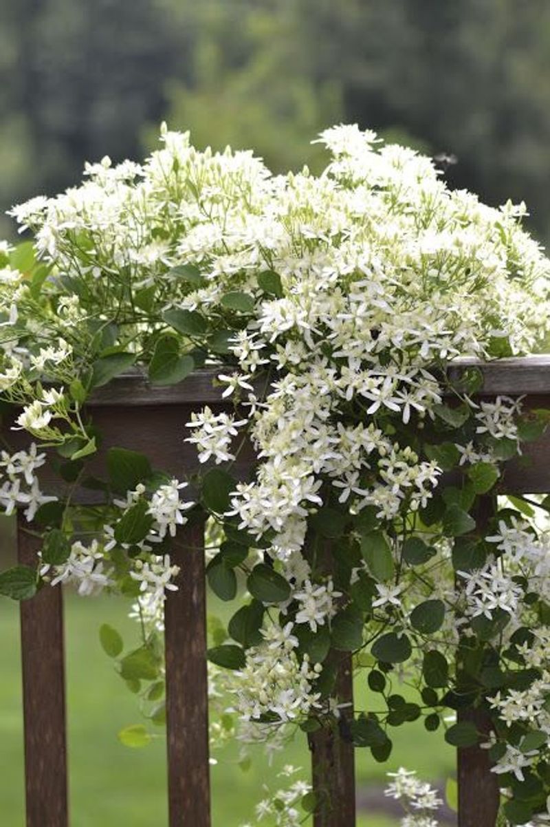Sweet Autumn Clematis