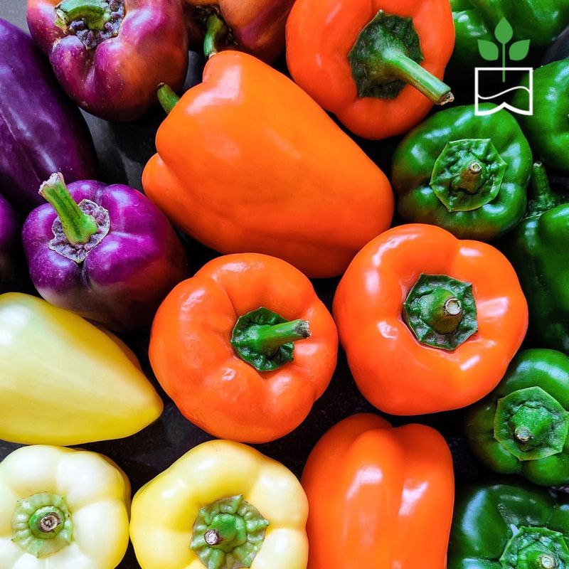 Sweet Bell Peppers