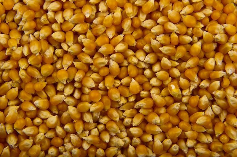 Sweet Corn