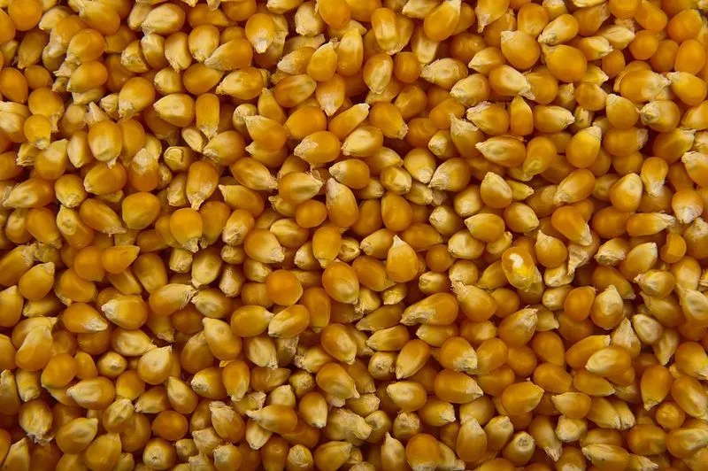Sweet Corn